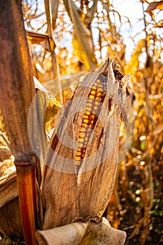 Lush Corn Cereal, Ready For Harvesting