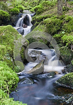 A lush creek