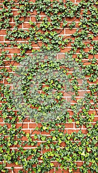 Lush creeping fig vines on rustic brick wall