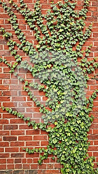 Lush creeping fig vines on rustic brick wall