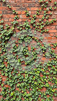 Lush creeping fig vines on rustic brick wall