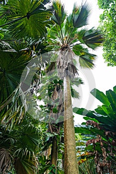 A lush, dense tropical forest on the island of Rarotonga