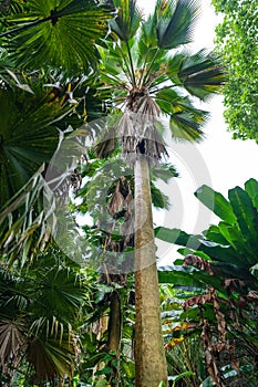 A lush, dense tropical forest on the island of Rarotonga