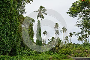 A lush, dense tropical forest on the island of Rarotonga