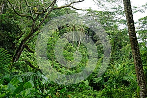 A lush, dense tropical forest on the island of Rarotonga