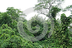 A lush, dense tropical forest on the island of Rarotonga