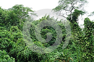 A lush, dense tropical forest on the island of Rarotonga