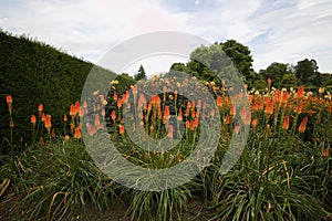 Lush display of red hot pokers in flowerbed with foliage photo