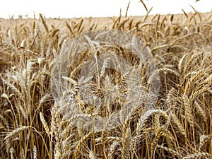 Lush ears of wheat close-up