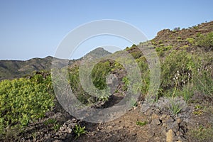 Lush endemic flora through the vast rocky landscape near Santiago del Teide town, Tenerife, Canary Islands, Spain