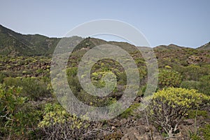 Lush endemic flora through the vast rocky landscape near Santiago del Teide town, Tenerife, Canary Islands, Spain