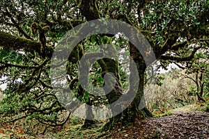 Lush Fanal forest,Madeira,Portugal.Protected landscape,old laurel and cedar trees covered with moss,green nature,fresh ecosystem.