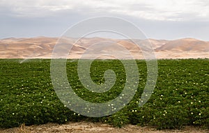 Lush Farm Field Plant Irrigation California Agriculture