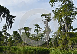 Lush Fauna Thriving in the Southern Louisiana Wetlands