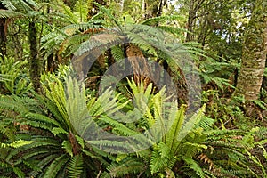 Lush Fern Understory