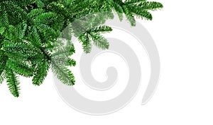 Lush fir twigs on white