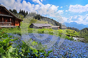 Lush flora diversity on the Alps mountain in summer with a large patch of forget-me-not blue flowers