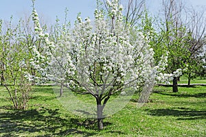 Lush flowering apple tree in the garden. Large whole apple tree with white flowers