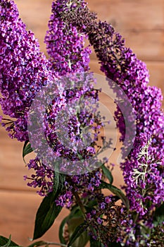 Lush flowering bunch of Buddleja Davidii, purple flowers