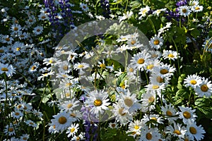 Lush flowering daisies on the meadow in summer sunny day. Beautiful chamomile flowers with white petals