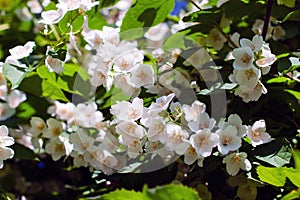 Lush flowering jasmine bush