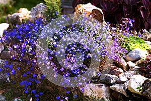 The lush flowering of Lobelia in rockeries