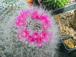 Lush Flowering of the Mammillaria Hahniana Cactus, A Bright Pink Corolla Hiding in The White Pubescence