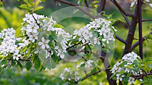 Lush flowering of a pear tree on a spring day