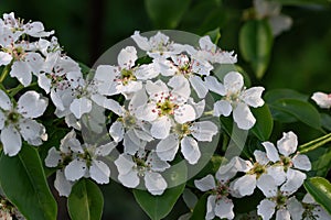 Lush flowering of a pear tree on a spring day in the sun