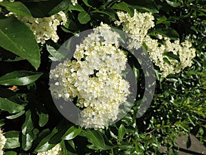 Lush flowering Pyracantha, family Rosaceae. Spring photo