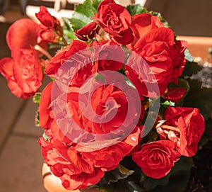 Lush flowering red begonias in a pot on the balcony in Rome, Italy