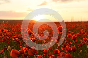 Lush flowering red wild poppies at sunset.