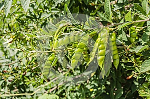 Green Been On Pigeon Pea Tree