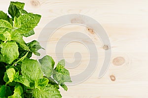 Lush foliage bunch mint on soft beige wooden board with copy space, top view, closeup. Summer fresh background.