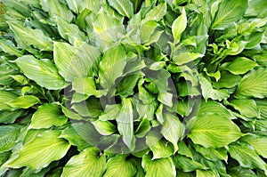 Lush foliage of decorative plant Hosta Funkia