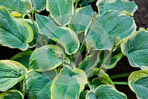 Lush foliage of decorative plant Hosta Funkia. Natural green background. Beautiful plant host in the flowerbed in the garden