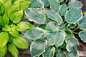 Lush foliage of decorative plant Hosta Funkia. Natural green background. Beautiful plant host in the flowerbed in the garden