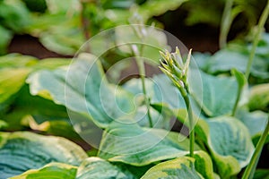 Lush foliage of decorative plant Hosta Funkia. Natural green background. Beautiful plant host in the flowerbed in the garden