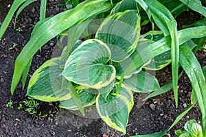 Lush foliage of decorative plant Hosta Funkia. Natural green background. Beautiful plant host in the flowerbed in the garden,