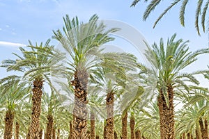 Lush foliage of figs date palm trees on cultivated oasis