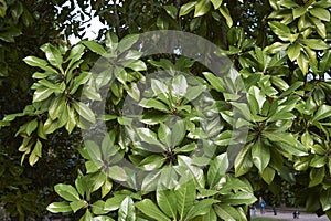 Evergreen foliage of Magnolia grandiflora photo