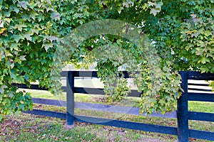 Lush foliage of maple trees along the horse farms fence