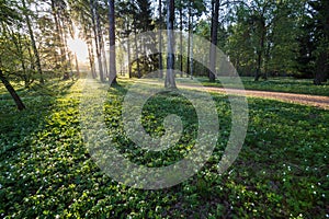 Meadow in Finland in summer photo