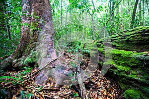 Lush foliage in rain forest