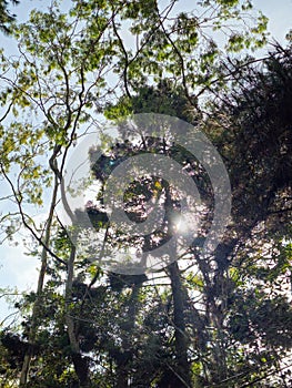 Lush foliage, tall tree sunlight. The sun beautifully illuminating the treetop in mountain. Silhouette of tree with sunray