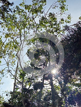 Lush foliage, tall tree sunlight. The sun beautifully illuminating the treetop in mountain. Silhouette of tree with sunray