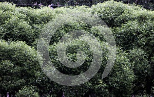 Lush foliage of the trees