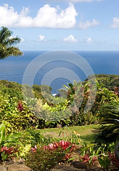 Lush foliage at a tropical gar