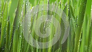 Lush foliage with waterdrop on green light background