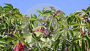 Lush foliage of wild grape hedge with blue sky